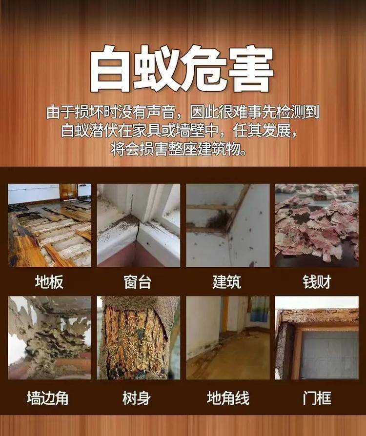 肇庆白蚁防治 守护家园的隐形防线