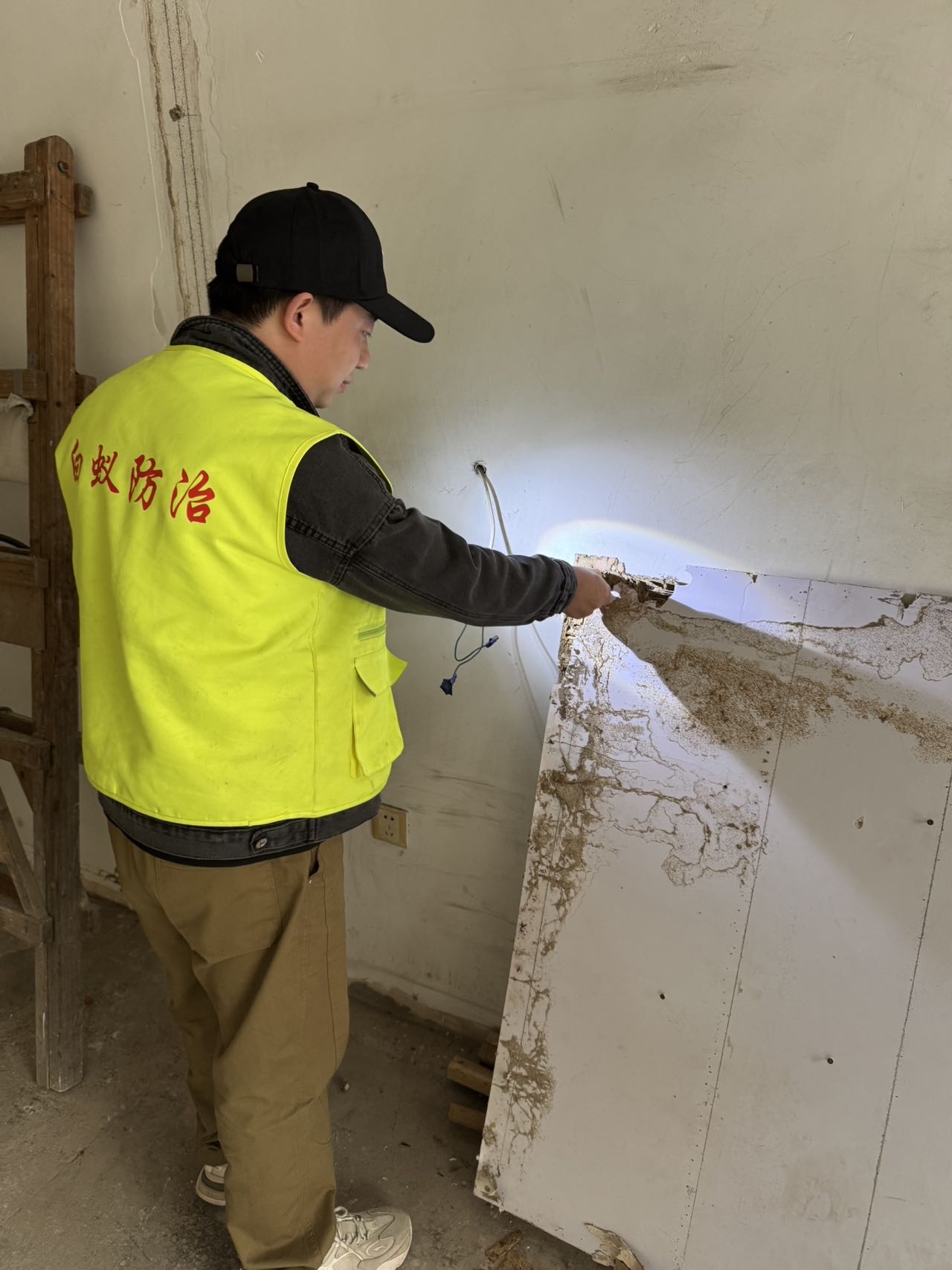 丹阳市白蚁防治中心 专业治理消杀白蚂蚁服务指南