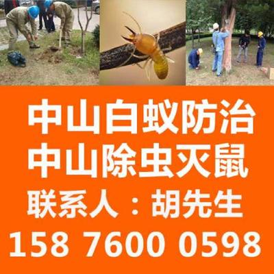 中山白蚁诱杀 科学治理的药物与高效服务全解析