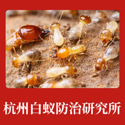 上城区白蚁防治研究所 专业灭白蚁的方法与现代防治服务