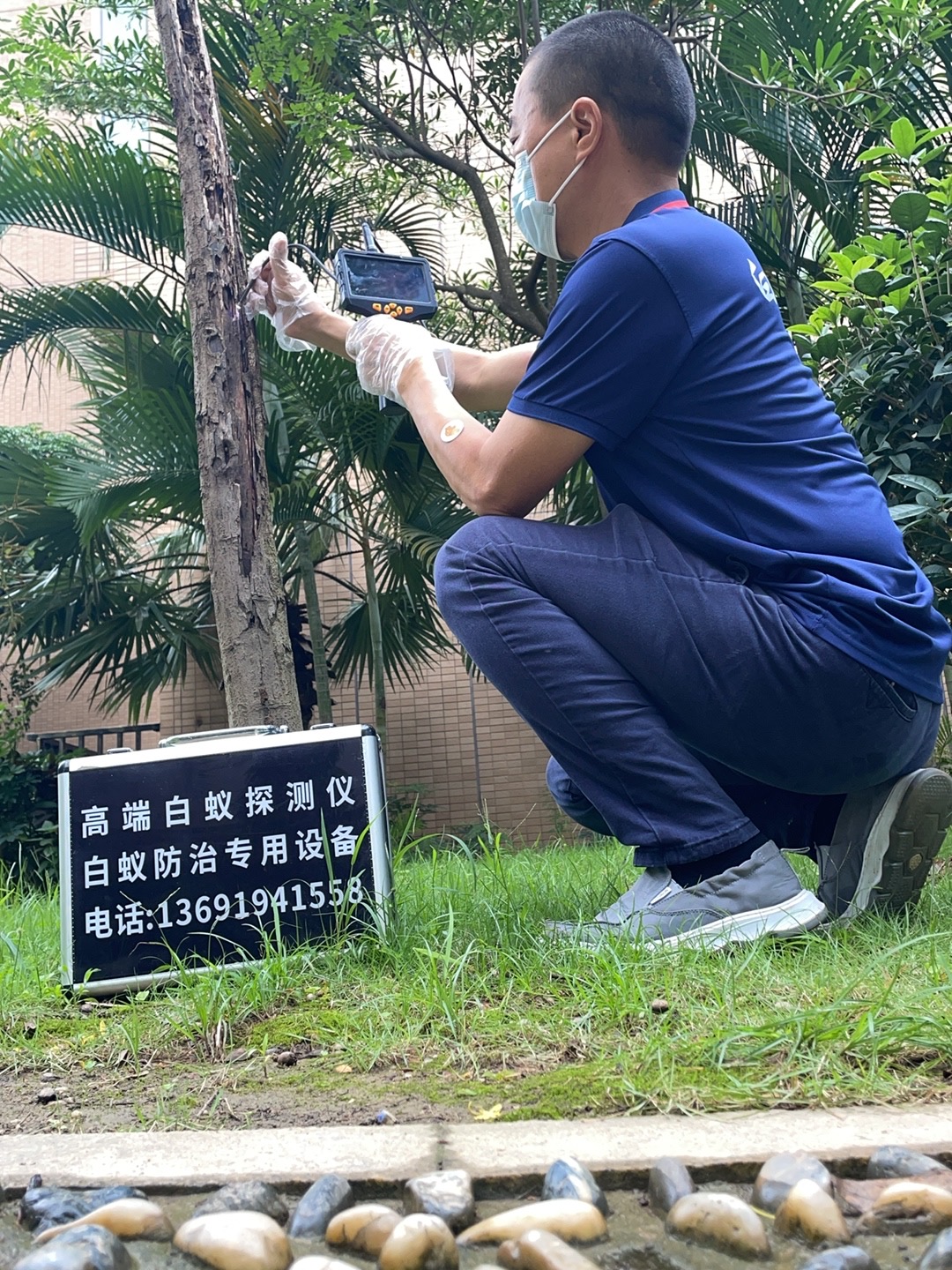 深圳白蚁防治全攻略 专业除白蚁服务守护家园安全