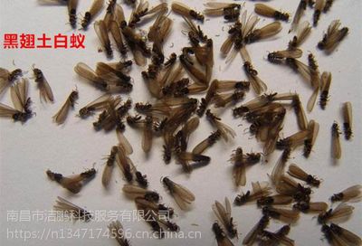 资溪县白蚁防治中心,白蚁防治所,洁鹏白蚁防治公司