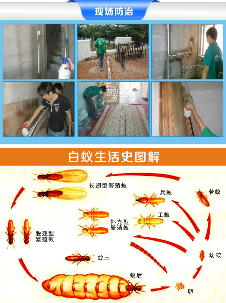 长宁区白蚂蚁防治中心,长宁白蚁防治中心